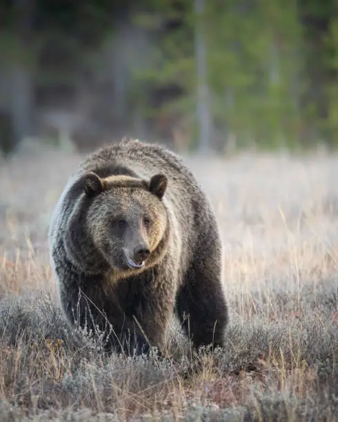 A female grizzly bear stands in a sagebrush meadow with forest background