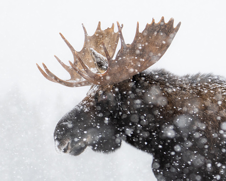 A bull moose portrait during heavy snow conditions