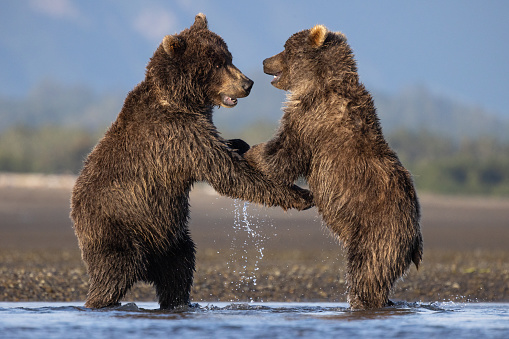Two brown bear cubs wrestling in a River