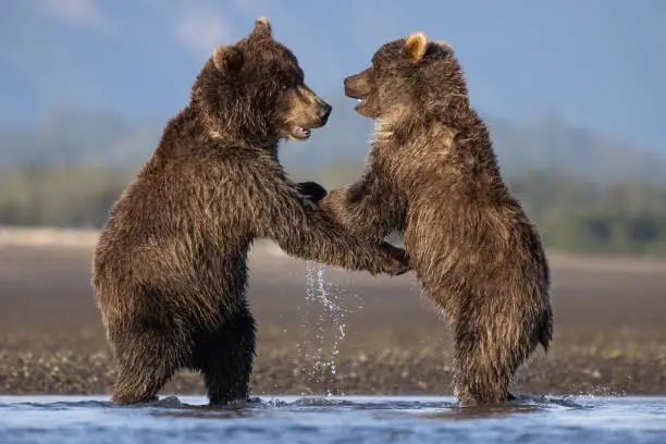 Photo of Brown bear cubs wrestling