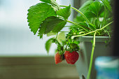 The greenhouse grows organic fresh strawberries, which are quite large and plump.