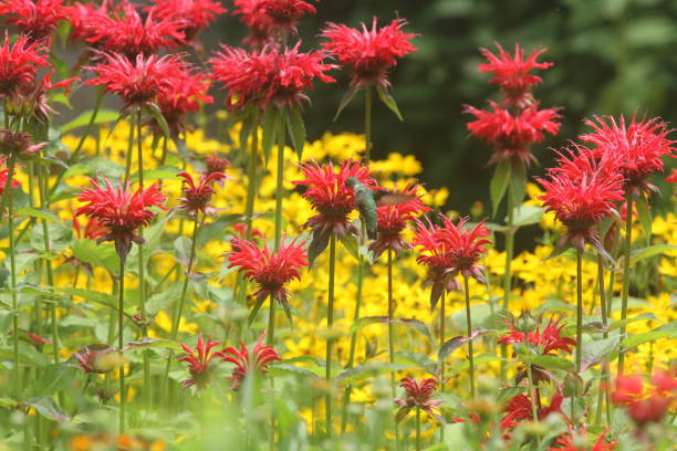 Hummingbird feeding on bee balm on a bright summer afternoon
