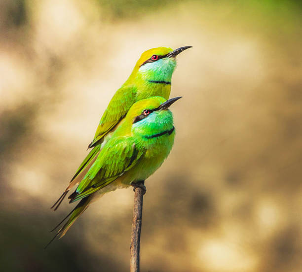 istock Beautiful  Iran Wildlife pictures 1449409434