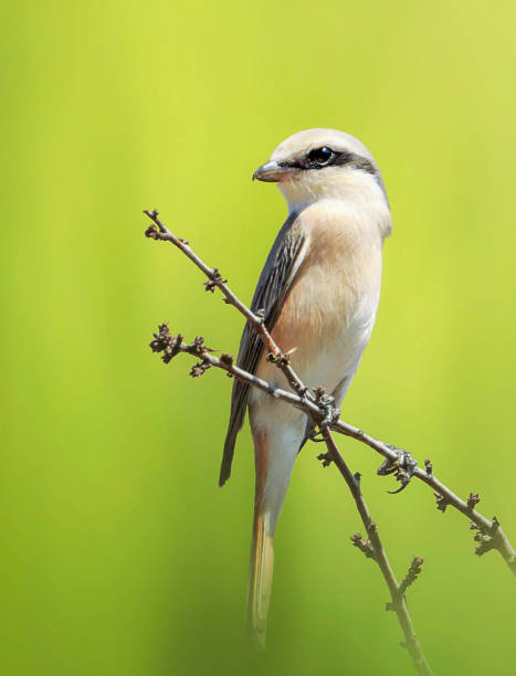istock Beautiful  Iran Wildlife pictures 1449410102