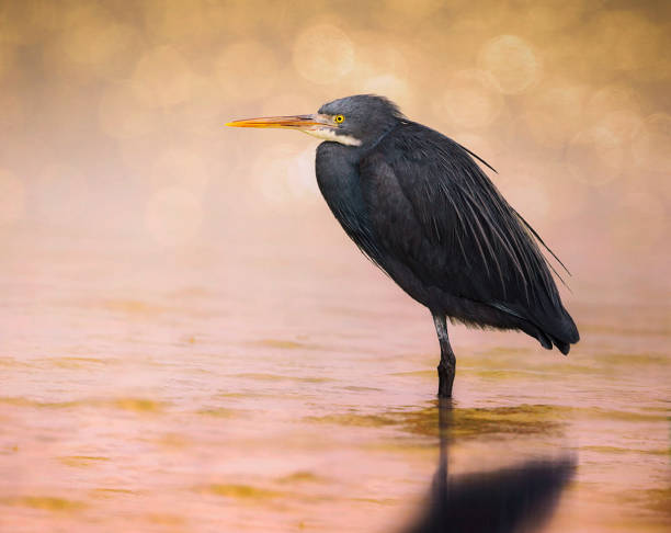 istock Beautiful  Iran Wildlife pictures 1449410244