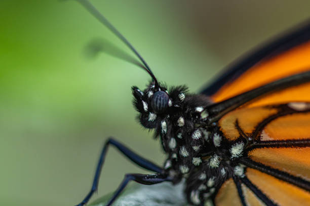 istock Macro of monarch butterfly head, eye and thorax 1449410453