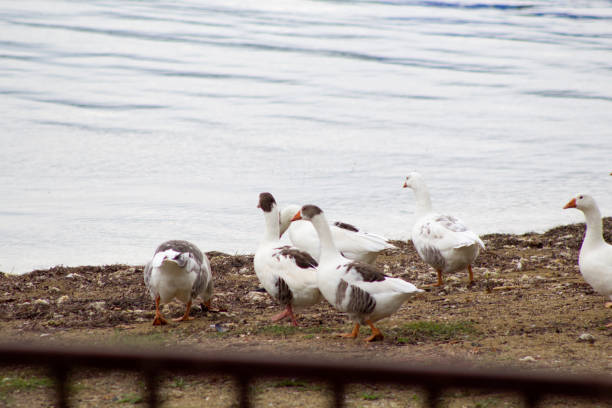Geese walking on the beach