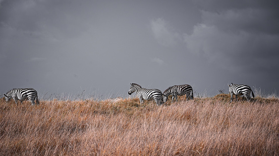 Zebras  in the plaines of the Maasai Mara National Reserve in Kenya.