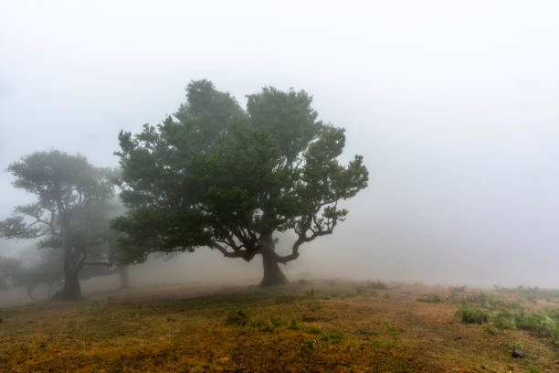 istock 2022 08 18 Madeira Laurisilvia 9 1449410806