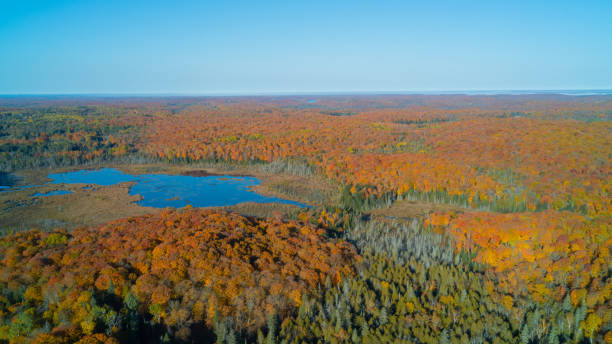 istock A swamp in a beautiful colorful Autumn Forest 1449410815