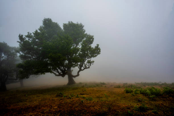 istock 2022 08 18 Madeira Laurisilvia 16 1449410858