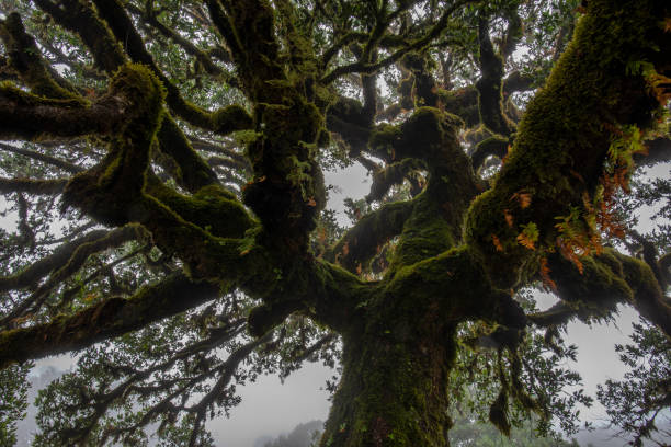 istock 2022 08 18 Madeira Laurisilvia 27 1449410930