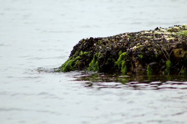 Algae, mosses and mussels on the rock in the sea