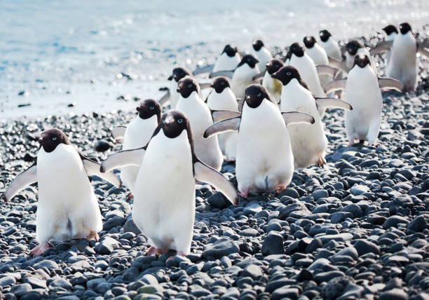 Beautiful Brown Bluff ,Antarctica pictures