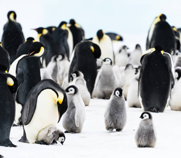 istock Beautiful Brown Bluff ,Antarctica pictures 1449411889