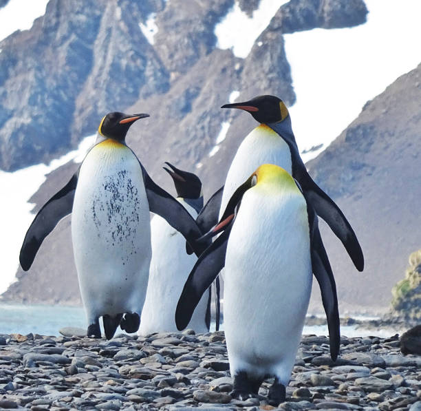 istock Beautiful Brown Bluff ,Antarctica pictures 1449411892