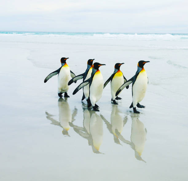 istock Beautiful Brown Bluff ,Antarctica pictures 1449411937