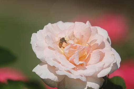 Bumble bee sprinkled with pollen on a pink summer rose