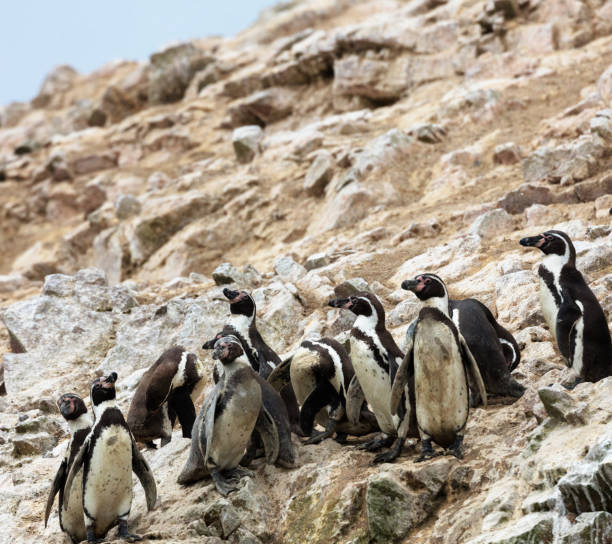istock Beautiful Brown Bluff ,Antarctica pictures 1449412017