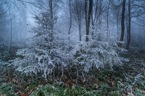 A magical winter atmosphere in the misty forest.  The frost has spread on the vegetation. Icy wisps of mist drift through the undergrowth.
