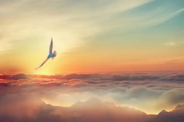 Bird above the clouds