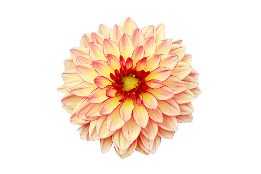 Blooming Beige Dahlia Flower Isolated on White Background with Clipping Path