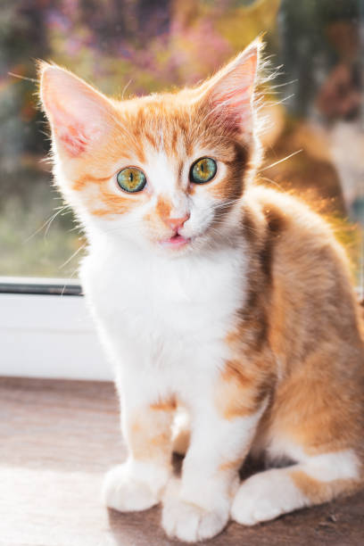 istock Cute red kitten with a surprised look on the windowsill. Pets at home 1449414511