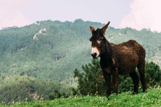 istock Two donkeys resting in the green meadow 1449414580