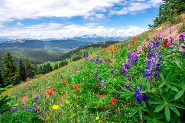 field of beautiful wildflowers on a vail, colorado mountain - vail eagle county colorado stockfoto's en -beelden