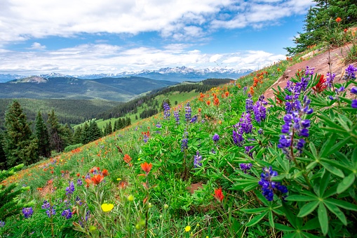 Wildflowers come out during the spring in Colorado, and these flowers include Lupin, Indian Paintbrush, and more.