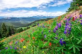 Field of beautiful wildflowers on a Vail, Colorado mountain
