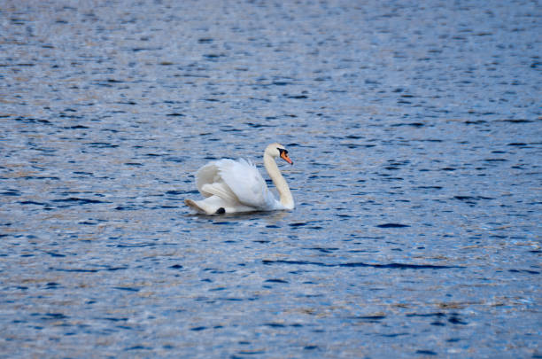 istock White swan floating on the water 1449416950