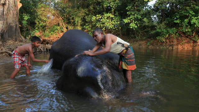 Mahout bathing his elephant in the river