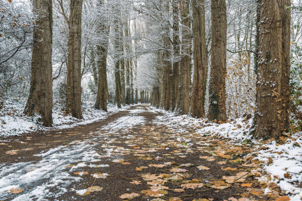Frozen birch trees along a single lane road