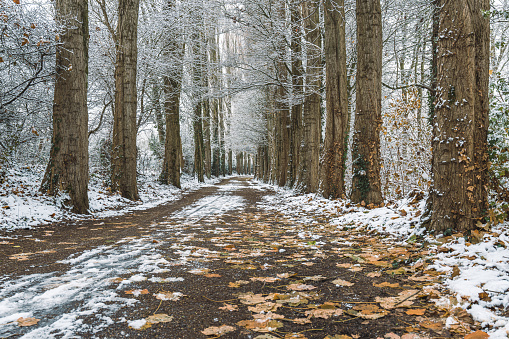 Frozen birch trees along a single lane road