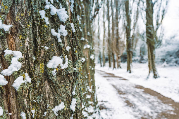 Frozen birch trees along a single lane road