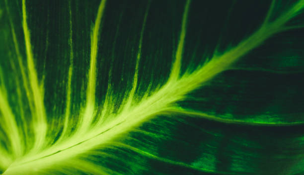 istock Abstract nature green blurred background nature leaf on greenery background in garden with copy space using as background wallpaper page concept. 1449418619