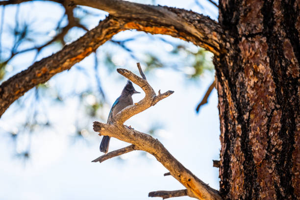 close up do pássaro azul do gaio de steller empoleirado no pinheiro na floresta do parque nacional do cânion bryce em utah no verão - northern utah - fotografias e filmes do acervo