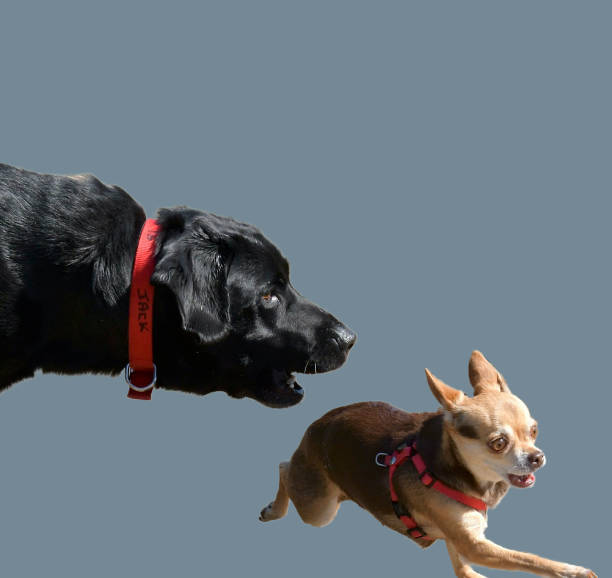 istock Little hunted chihuahua dog 1449419471