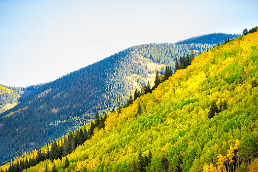 Golden aspen forest views along Castle Creek, Colorado Rocky mountains with colorful autumn fall foliage, pine spruce trees at sunrise in season