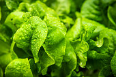 Macro closeup of heirloom buttercrunch green lettuce plant growing in soil in spring or summer with rain morning dew drops, raindrops droplets