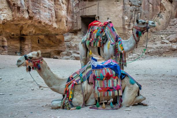 istock Camels standing against old ruins in Petra, Jordan 1449419875