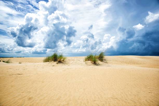 砂丘に生えている茂みの美しいショット ノースカロライナ州のキルデビルヒルズ - southern usa sand textured photography ストックフォトと画像