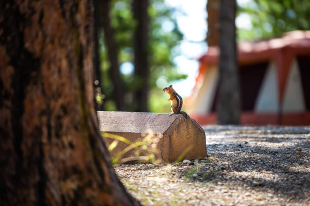 chipmunk small wild animal rodent in bryce canyon national park, utah on parking space spot with camping campground tent in background in summer - 16727 imagens e fotografias de stock