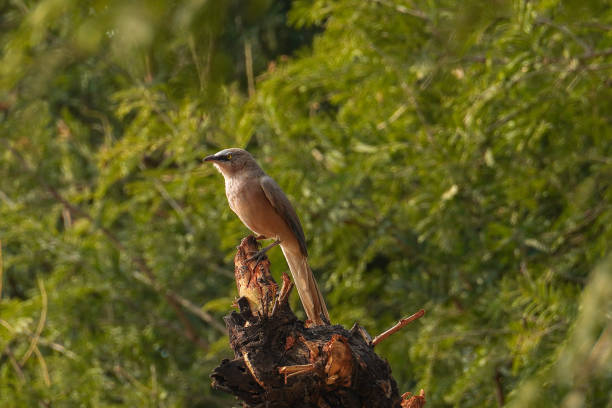 indian large grey babbler - jungle babbler imagens e fotografias de stock