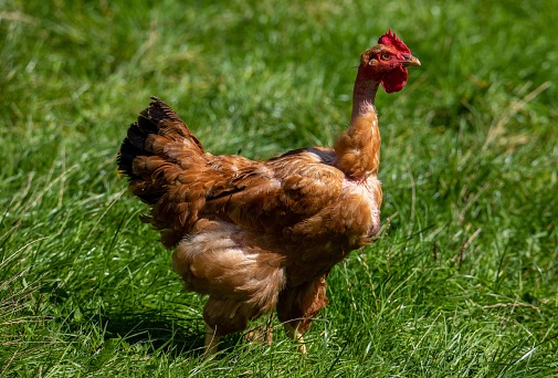 A closeup of a hen with a bare neck walking on the grass