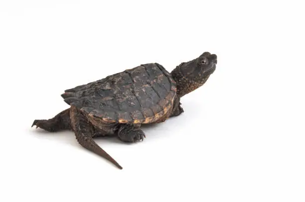 A young snapping turtle photographed against a white background.