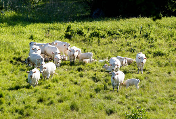 istock High angle view of white cows on field 1449423397