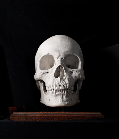 Human Skull - Craneo humano photo