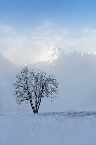 a tree in the snow in an alpine landscape with morning fog